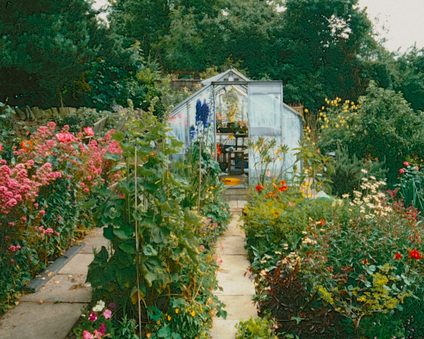 Een broeikas achter in een bloeiende tuin, met borders vol rozen en zomerbloemen