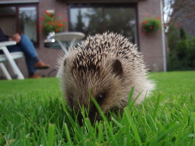 Egel Egel